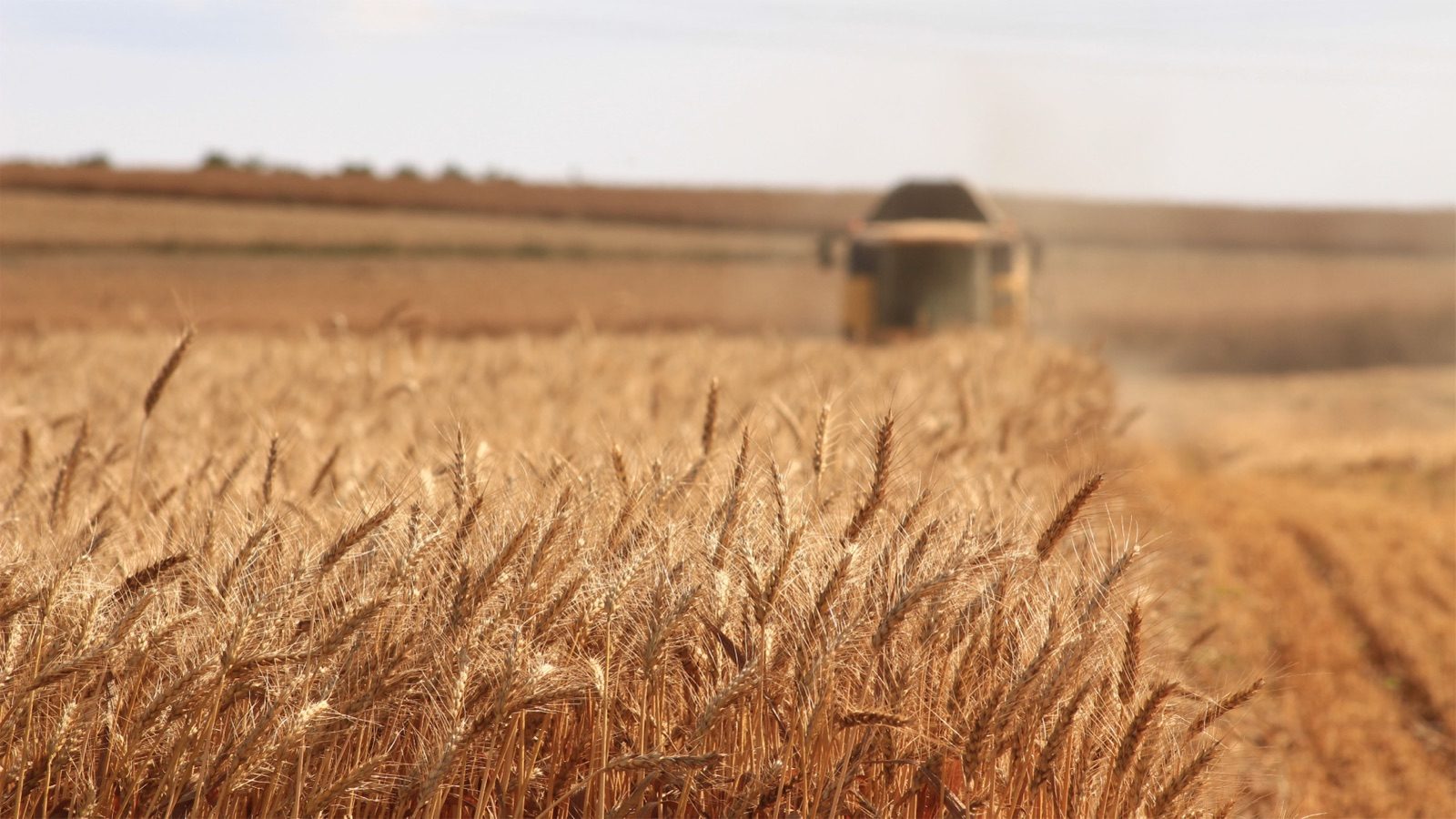 A combine harvester at work in a ripe wheat field